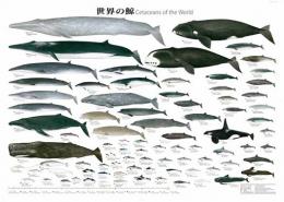 ポスター　世界の鯨