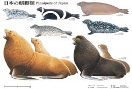 ポスター　日本の鰭脚類